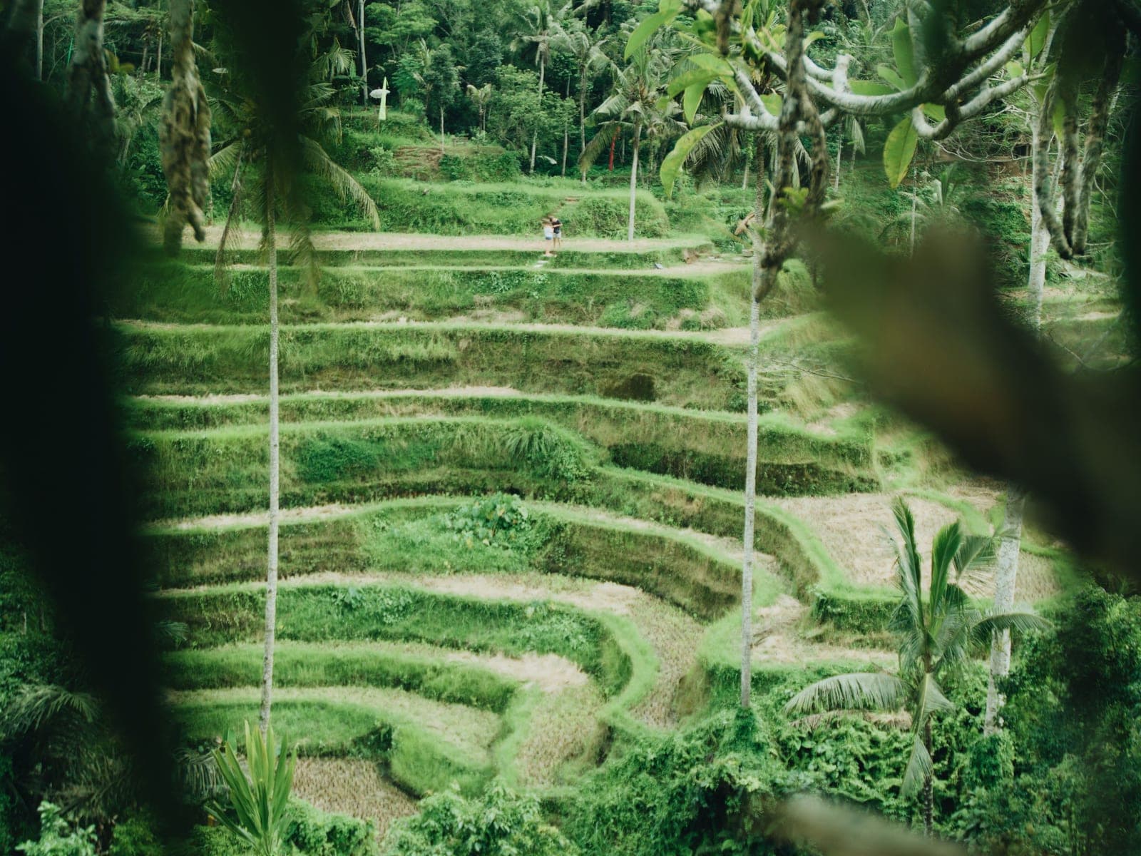 Tegalalang rice terraces framed by jungle palms on the Full Day Ubud Tour